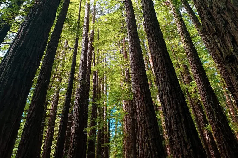 Bottom up view of trees in a forest