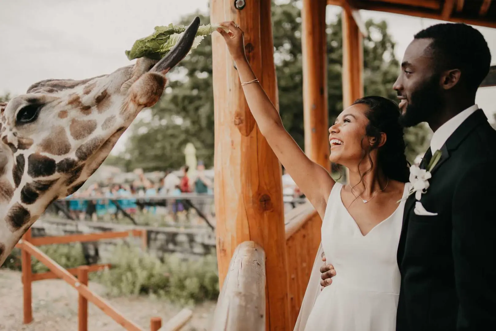 Bride and groom feeding giraffe