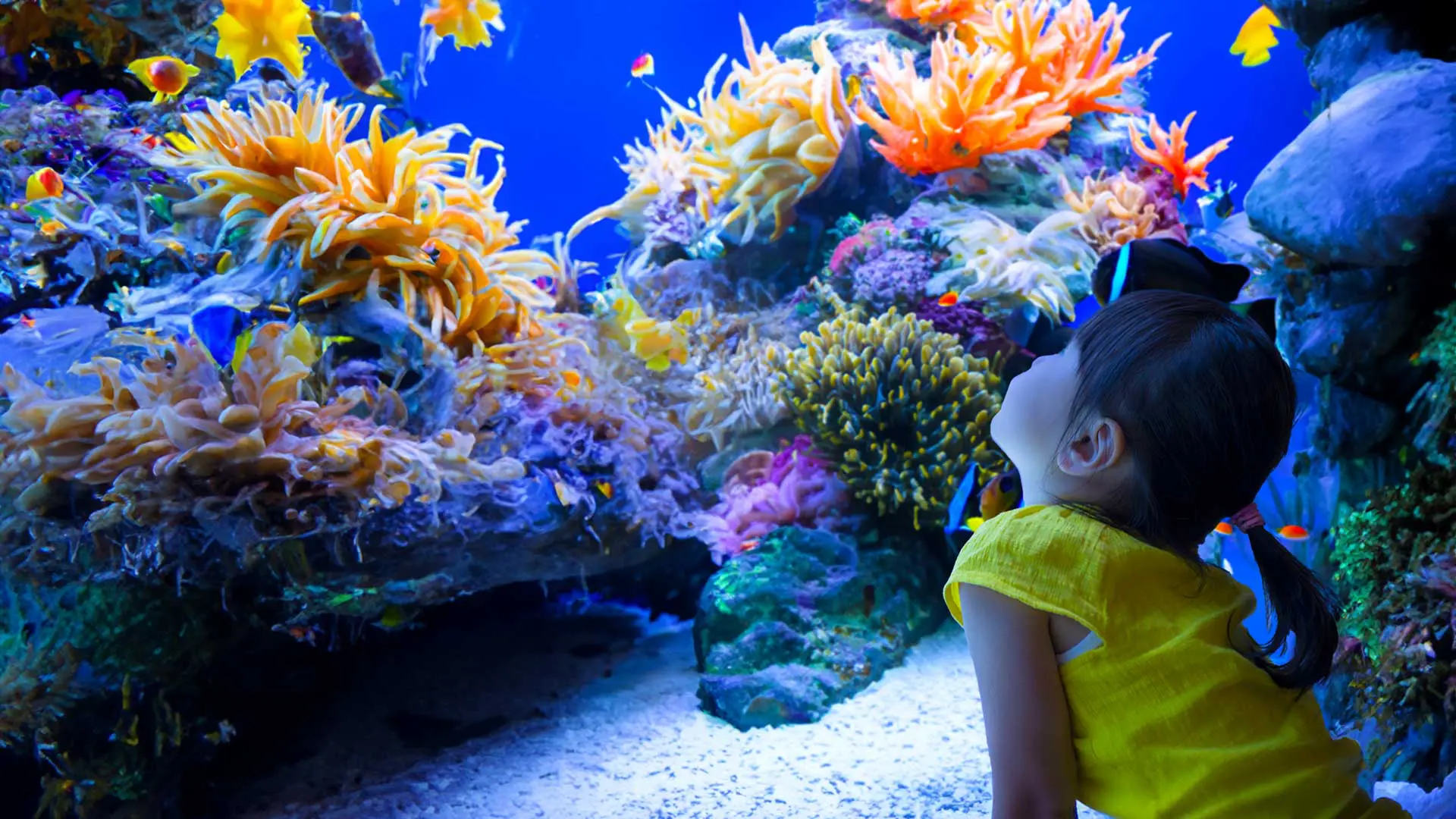 Child looking at aquarium