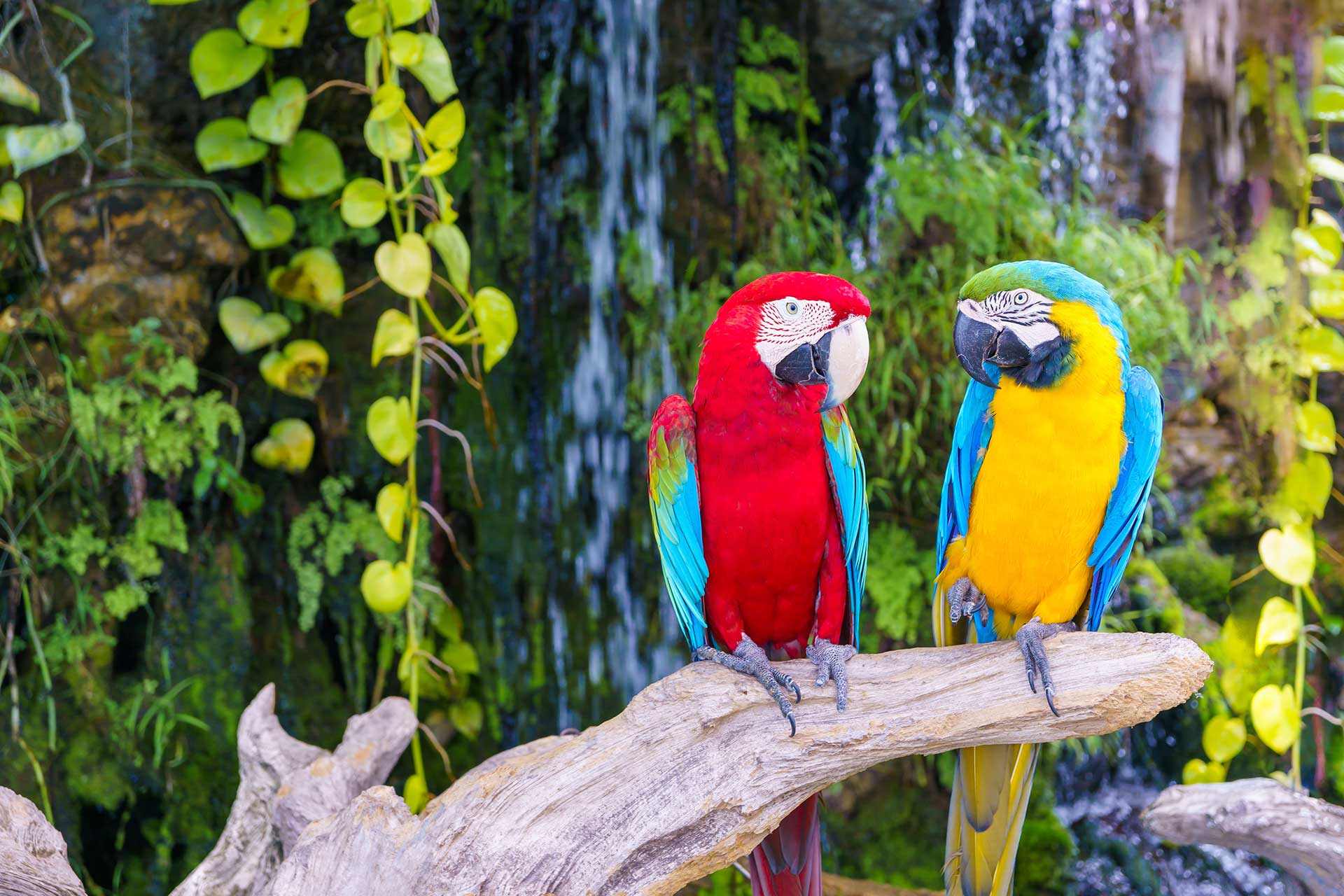 Two parrots standing on branch