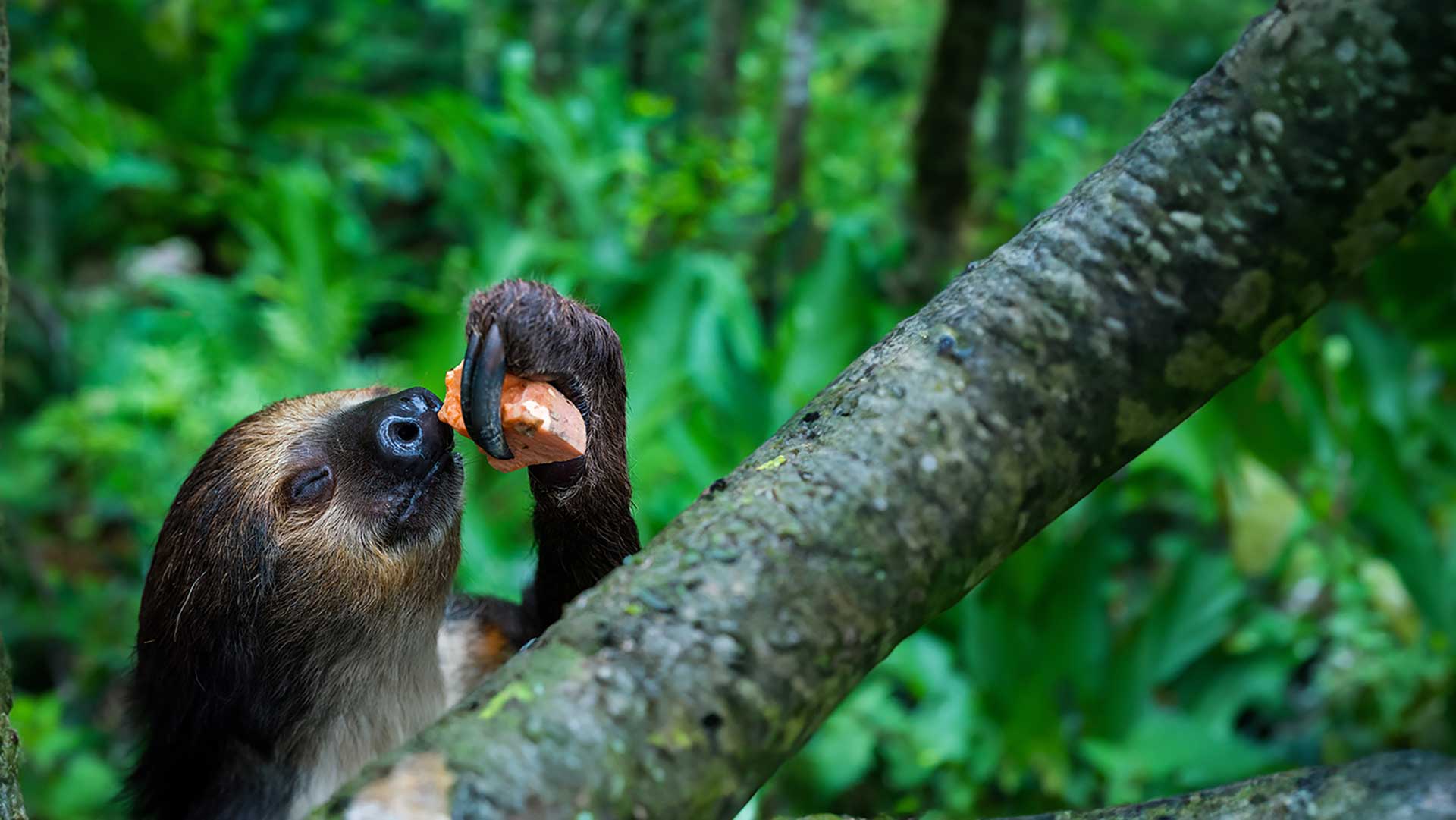 Sloth eating sweet potato